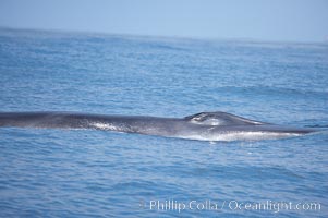 Fin whale.  Coronado Islands, Mexico (northern Baja California, near San Diego), Balaenoptera physalus, Coronado Islands (Islas Coronado)