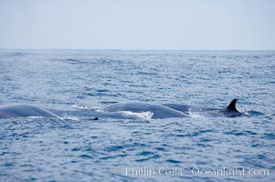 Three fin whales swim at the surface between dives.  Coronado Islands, Mexico (northern Baja California, near San Diego), Balaenoptera physalus, Coronado Islands (Islas Coronado)