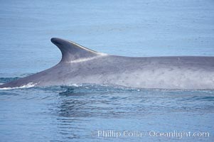 Fin whale dorsal fin.  The fin whale is named for its tall, falcate dorsal fin.  Mariners often refer to them as finback whales.  Coronado Islands, Mexico (northern Baja California, near San Diego), Balaenoptera physalus, Coronado Islands (Islas Coronado)