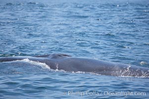 Fin whale.  Coronado Islands, Mexico (northern Baja California, near San Diego). Coronado Islands (Islas Coronado), Balaenoptera physalus, natural history stock photograph, photo id 12785