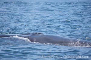 Fin whale.  Coronado Islands, Mexico (northern Baja California, near San Diego), Balaenoptera physalus, Coronado Islands (Islas Coronado)