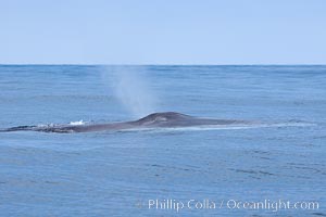 Fin whale.  Coronado Islands, Mexico (northern Baja California, near San Diego), Balaenoptera physalus, Coronado Islands (Islas Coronado)