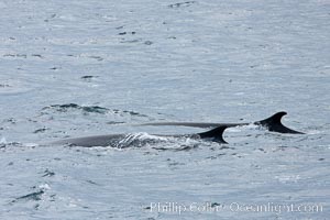 Fin whale, Balaenoptera physalus, Scotia Sea