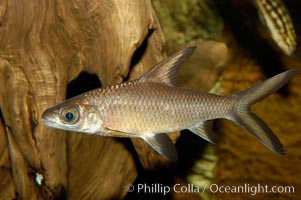 Bala shark, a freshwater fish native to the rivers of Thailand, Borneo and Sumatra, grows to about 14 inches long, Balantiocheilus melanopterus