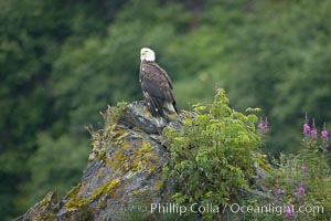 Bald eagle, Haliaeetus leucocephalus, Kenai Fjords National Park, Alaska