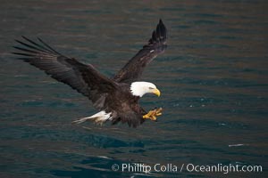 Bald eagle in flight spreads its wings and raises its talons as it prepares to grasp a fish out of the water, Haliaeetus leucocephalus, Haliaeetus leucocephalus washingtoniensis, Kenai Peninsula, Alaska