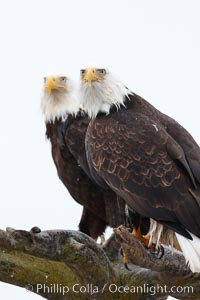 Two bald eagles on wooden perch, Haliaeetus leucocephalus, Haliaeetus leucocephalus washingtoniensis, Kachemak Bay, Homer, Alaska