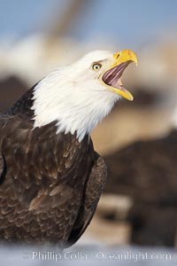 Bald eagle, appears to be calling vocalizing, actually is swallowing a fish, a bit of which is just visible in the eagles mouth.