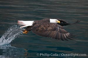 Bald eagle makes a splash while in flight as it takes a fish out of the water.