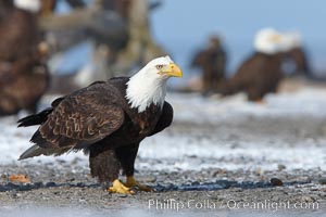 Bald eagle, standing on snow-covered ground, other bald eagles in the background, Haliaeetus leucocephalus, Haliaeetus leucocephalus washingtoniensis, Kachemak Bay, Homer, Alaska