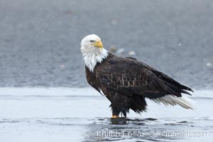 Bald eagle forages in tide waters on sand beach, snow falling.