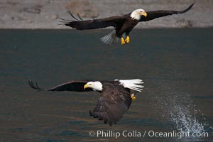 Bald eagle makes a splash while in flight as it takes a fish out of the water, Haliaeetus leucocephalus, Haliaeetus leucocephalus washingtoniensis, Kenai Peninsula, Alaska