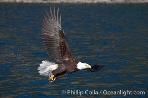 Bald eagle in flight drips water as it carries a fish in its talons that it has just pulled from the water, Haliaeetus leucocephalus, Haliaeetus leucocephalus washingtoniensis, Kenai Peninsula, Alaska