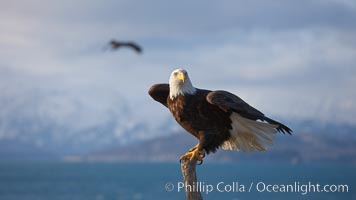 Bald eagle, sidelit, wings partially raised as its balances on wooden perch, Kachemak Bay, clouds and Kenai Mountains in background, Haliaeetus leucocephalus, Haliaeetus leucocephalus washingtoniensis, Homer, Alaska