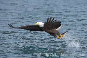 Bald eagle makes a splash while in flight as it takes a fish out of the water.