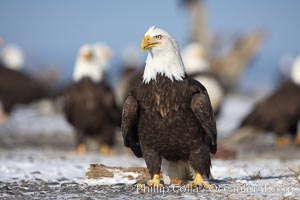 Bald eagle, standing on snow-covered ground, other bald eagles in the background, Haliaeetus leucocephalus, Haliaeetus leucocephalus washingtoniensis, Kachemak Bay, Homer, Alaska