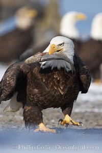 Bald eagle grasps a frozen fish in its beak, standing on snowy ground, other eagles visible in the background, Haliaeetus leucocephalus, Haliaeetus leucocephalus washingtoniensis, Kachemak Bay, Homer, Alaska