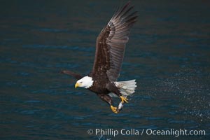 Bald eagle in flight drips water as it carries a fish in its talons that it has just pulled from the water. Kenai Peninsula, Alaska, USA, Haliaeetus leucocephalus, Haliaeetus leucocephalus washingtoniensis, natural history stock photograph, photo id 22637