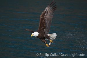 Bald eagle in flight drips water as it carries a fish in its talons that it has just pulled from the water, Haliaeetus leucocephalus, Haliaeetus leucocephalus washingtoniensis, Kenai Peninsula, Alaska