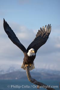 Bald eagle standing on perch, talons grasping wood, wings spread as it balances.