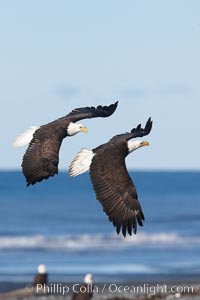 Two bald eagles in flight, banking, wings spread, over beach and Kachemak Bay, Haliaeetus leucocephalus, Haliaeetus leucocephalus washingtoniensis, Homer, Alaska