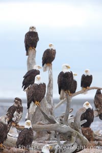 Group of bald eagles, part of a group of several hundred, perched on wooden driftwood stumps, waiting to be fed frozen fish on a winter morning, part of the Homer "Eagle Lady's" winter feeding program, Haliaeetus leucocephalus, Haliaeetus leucocephalus washingtoniensis, Kachemak Bay
