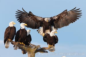 Bald eagle in flight spreads its wings wide while slowing to land on a perch already occupied by other eagles, Haliaeetus leucocephalus, Haliaeetus leucocephalus washingtoniensis, Kachemak Bay, Homer, Alaska