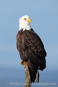 Bald eagle on wood perch, Kachemak Bay and blue sky, Haliaeetus leucocephalus, Haliaeetus leucocephalus washingtoniensis, Homer, Alaska
