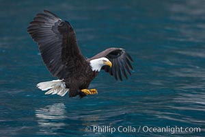 Bald eagle in flight spreads its wings and raises its talons as it prepares to grasp a fish out of the water.