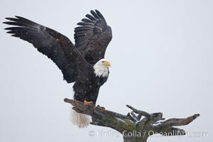 Bald eagle standing on perch, talons grasping wood, wings spread as it balances, snow falling, overcast sky, Haliaeetus leucocephalus, Haliaeetus leucocephalus washingtoniensis, Kachemak Bay, Homer, Alaska