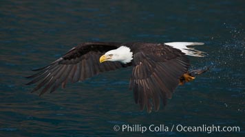 Bald eagle in flight drips water as it carries a fish in its talons that it has just pulled from the water, Haliaeetus leucocephalus, Haliaeetus leucocephalus washingtoniensis, Kenai Peninsula, Alaska