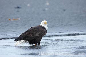 Bald eagle forages in tide waters on sand beach, snow falling, Haliaeetus leucocephalus, Haliaeetus leucocephalus washingtoniensis, Kachemak Bay, Homer, Alaska