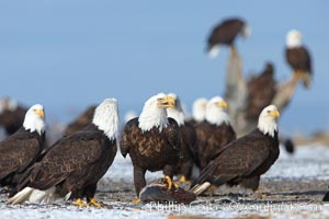 Bald eagle guards a frozen fish from other nearby eagles, Haliaeetus leucocephalus, Haliaeetus leucocephalus washingtoniensis, Kachemak Bay, Homer, Alaska