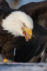 Bald eagle eating fish on snow covered ground, closeup, Haliaeetus leucocephalus, Haliaeetus leucocephalus washingtoniensis, Kachemak Bay, Homer, Alaska