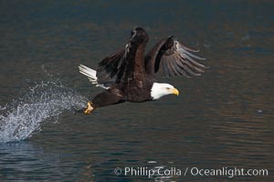 Bald eagle makes a splash while in flight as it takes a fish out of the water, Haliaeetus leucocephalus, Haliaeetus leucocephalus washingtoniensis, Kenai Peninsula, Alaska