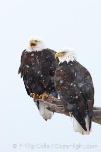 Two bald eagles on wooden perch, one calling vocalizing with beack open, Haliaeetus leucocephalus, Haliaeetus leucocephalus washingtoniensis, Kachemak Bay, Homer, Alaska