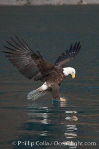 Bald eagle in flight reaches into the water with its talons to grasp a fish, Haliaeetus leucocephalus, Haliaeetus leucocephalus washingtoniensis, Kenai Peninsula, Alaska