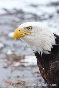 Bald eagle, closeup of head and shoulders showing distinctive white head feathers, yellow beak and brown body and wings, Haliaeetus leucocephalus, Haliaeetus leucocephalus washingtoniensis, Kachemak Bay, Homer, Alaska