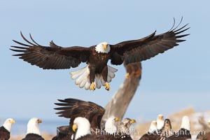Bald eagle spreads its wings to land amid a large group of bald eagles, Haliaeetus leucocephalus, Haliaeetus leucocephalus washingtoniensis, Kachemak Bay, Homer, Alaska