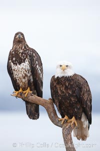 Bald eagles, adult and juvenile, on wood perch, overcast sky and snow, Haliaeetus leucocephalus, Haliaeetus leucocephalus washingtoniensis, Kachemak Bay, Homer, Alaska
