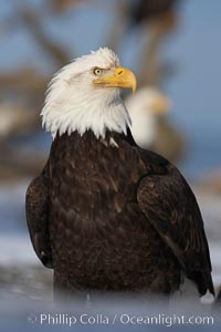 Bald eagle, standing on snow-covered ground, other bald eagles visible in background, Haliaeetus leucocephalus, Haliaeetus leucocephalus washingtoniensis, Kachemak Bay, Homer, Alaska