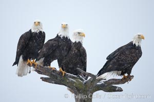 Bald eagles gather together on wooden perch, Haliaeetus leucocephalus, Haliaeetus leucocephalus washingtoniensis, Kachemak Bay, Homer, Alaska