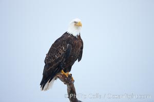 Bald eagle, atop wooden perch, overcast and snowy skies, Haliaeetus leucocephalus, Haliaeetus leucocephalus washingtoniensis, Kachemak Bay, Homer, Alaska