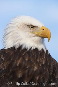 Bald eagle, closeup of head and shoulders showing distinctive white head feathers, yellow beak and brown body and wings, Haliaeetus leucocephalus, Haliaeetus leucocephalus washingtoniensis, Kachemak Bay, Homer, Alaska