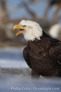 Bald eagle, standing on snow-covered ground, other bald eagles visible in background, Haliaeetus leucocephalus, Haliaeetus leucocephalus washingtoniensis, Kachemak Bay, Homer, Alaska