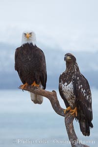 Bald eagle, atop wooden perch, overcast and snowy skies.  Adult (left) and subadult (right), Haliaeetus leucocephalus, Haliaeetus leucocephalus washingtoniensis, Kachemak Bay, Homer, Alaska