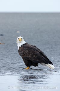 Bald eagle forages on sand, in tide waters on sand beach, snow falling, Haliaeetus leucocephalus, Haliaeetus leucocephalus washingtoniensis, Kachemak Bay, Homer, Alaska