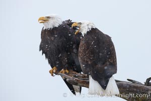 Two bald eagles share a wood perch, Haliaeetus leucocephalus, Haliaeetus leucocephalus washingtoniensis, Kachemak Bay, Homer, Alaska