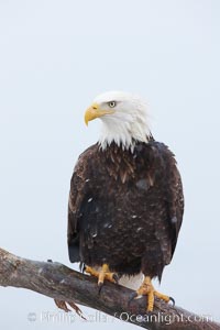 Bald eagle, atop wooden perch, overcast and snowy skies, Haliaeetus leucocephalus, Haliaeetus leucocephalus washingtoniensis, Kachemak Bay, Homer, Alaska