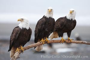 Bald eagles gather together on wooden perch, Haliaeetus leucocephalus, Haliaeetus leucocephalus washingtoniensis, Kachemak Bay, Homer, Alaska